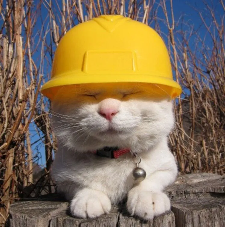 Construction cat